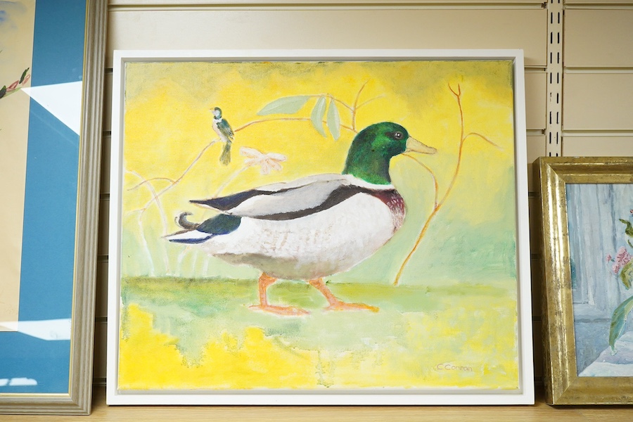 Caroline Conran (b.1939), oil on canvas, Study of a duck, signed, 50 x 59cm. Condition - good